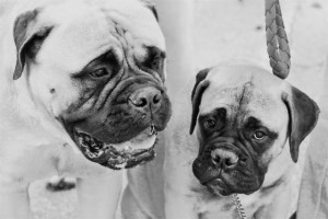 Igor Ilic Serval_ l00024