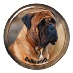 bullmastiff-102